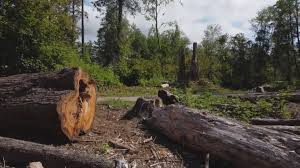 Reliable Junction City, CA Tree Care Solutions