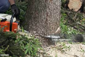 Best Hazardous Tree Removal  in Junction City, CA