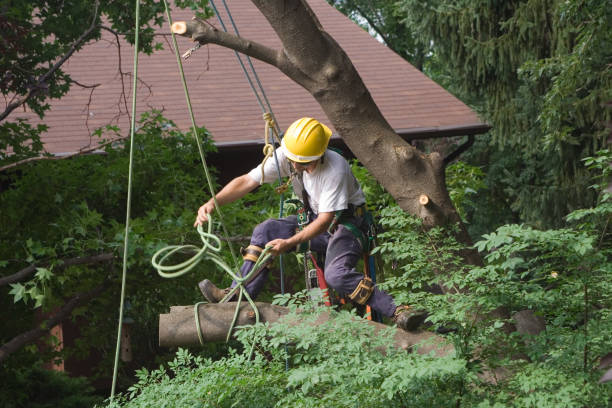 Best Stump Grinding and Removal  in Junction City, CA