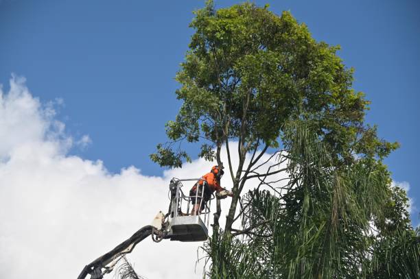 Best Seasonal Cleanup (Spring/Fall)  in Junction City, CA