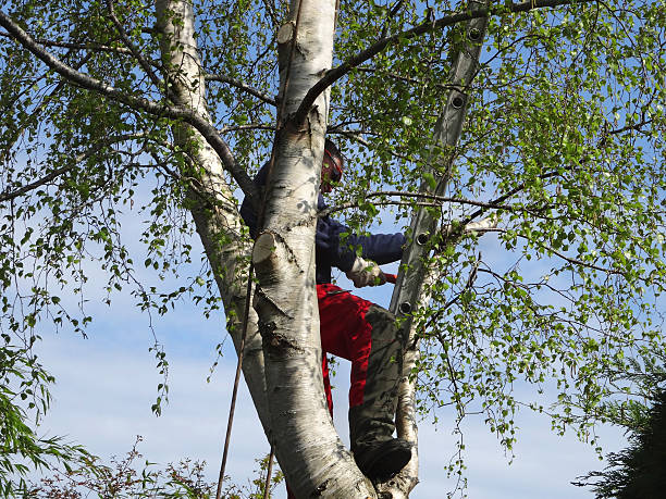 Best Tree Disease Treatment  in Junction City, CA