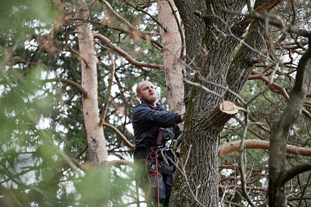 How Our Tree Care Process Works  in  Junction City, CA